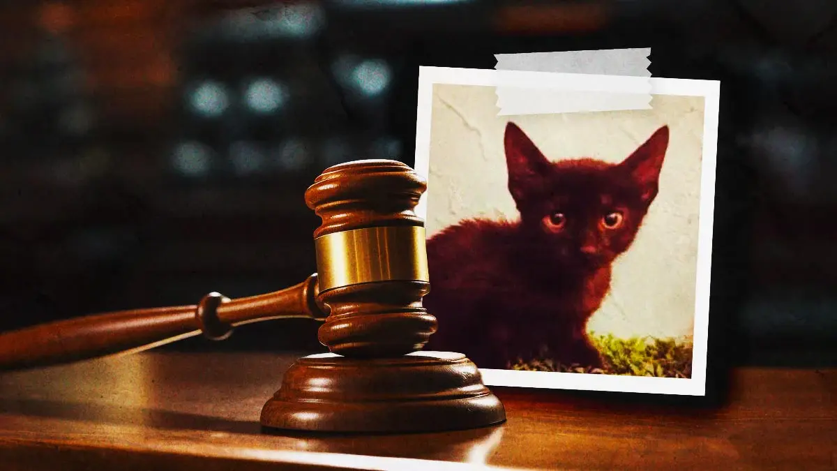 Juez vincula a proceso por crueldad animal al asesino de la gata "Peluchita" en Huauchinango 