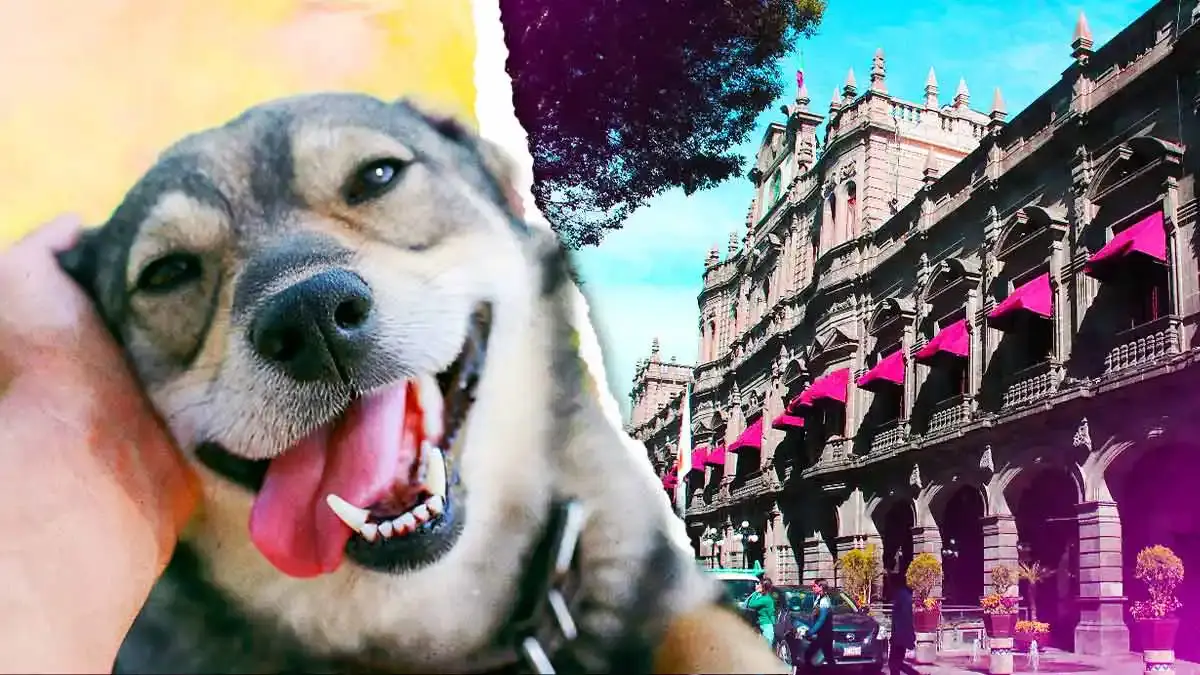 Ayuntamiento de Puebla invertirá seis mdp para rehabilitar la estancia animal de Geo Villas