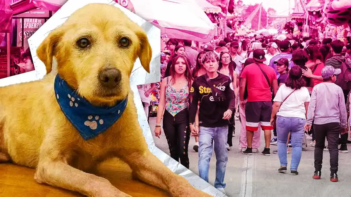 Feria de Puebla 2025 hará homenaje a “Huesitos”, víctima de maltrato animal