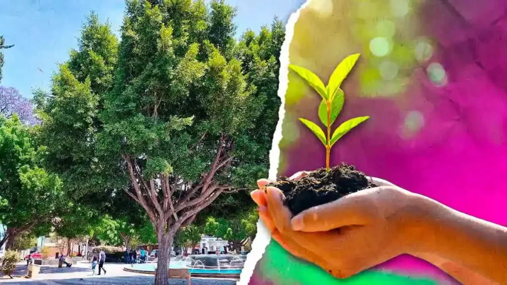 Upaep exhorta al cuidado del arbolado urbano para enfrentar el cambio climático