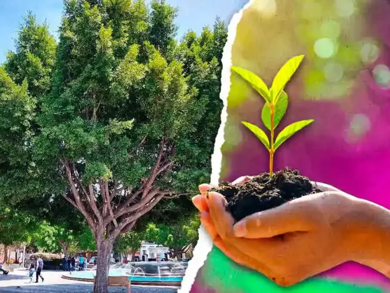 Upaep exhorta al cuidado del arbolado urbano para enfrentar el cambio climático