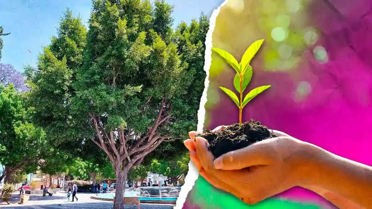 Upaep exhorta al cuidado del arbolado urbano para enfrentar el cambio climático