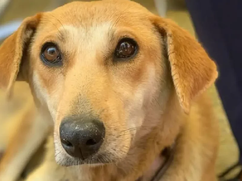 Acerca Gobierno de la Ciudad servicios de bienestar animal a familias de Miravalle