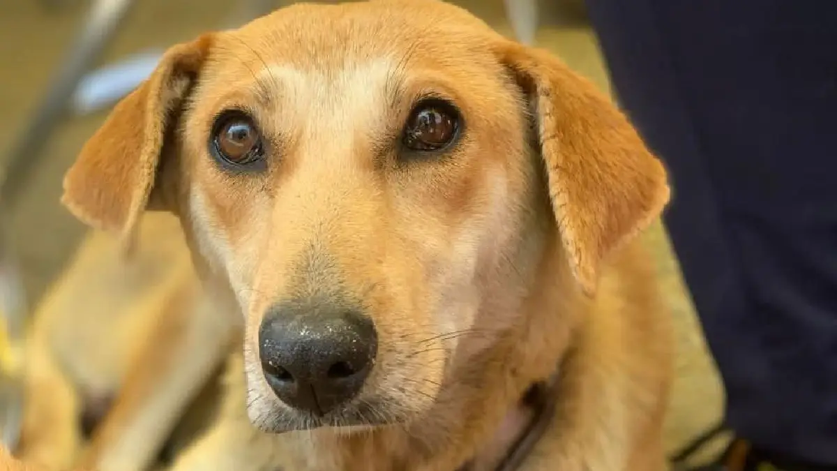 Acerca Gobierno de la Ciudad servicios de bienestar animal a familias de Miravalle