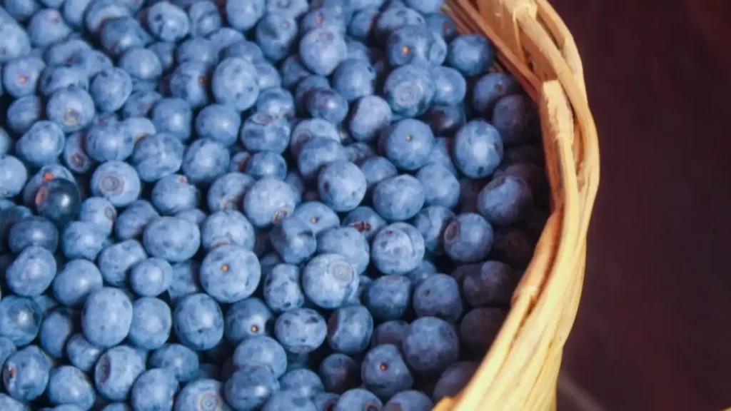 Inauguran la Blue Ruta; autoridades destacan vocación agroturística de Zacatlán