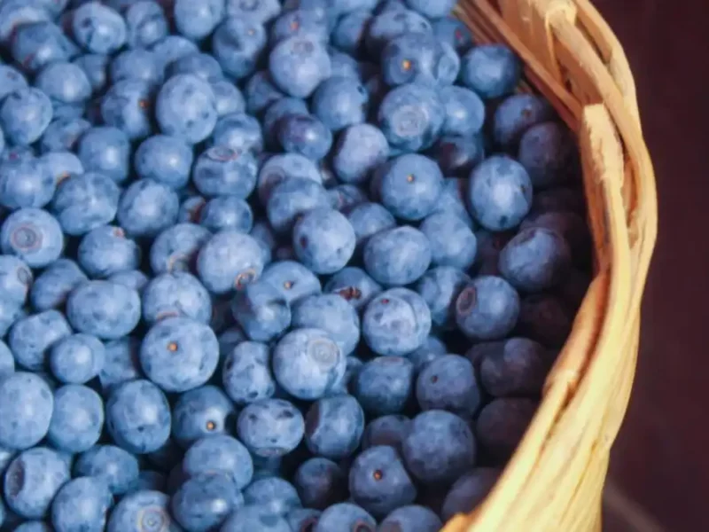 Inauguran la Blue Ruta; autoridades destacan vocación agroturística de Zacatlán
