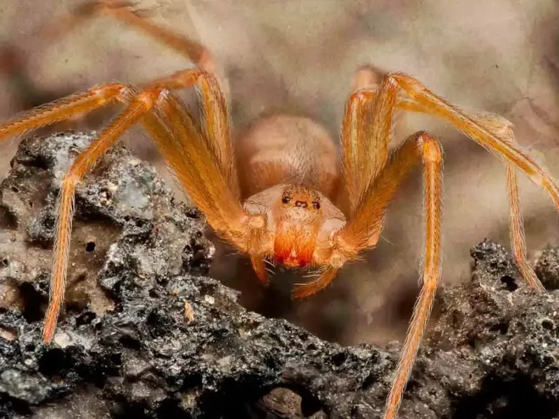 Puebla registra ocho casos de mordeduras de araña violinista durante el primer cuatrimestre 2025