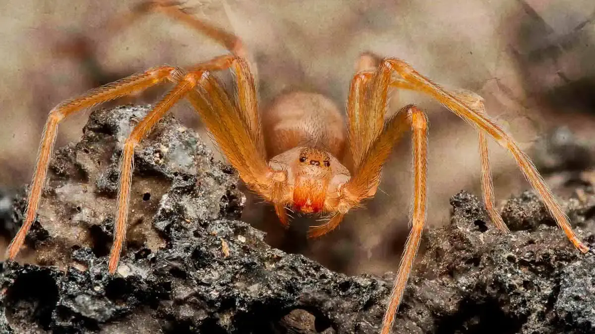 Puebla registra ocho casos de mordeduras de araña violinista durante el primer cuatrimestre 2025