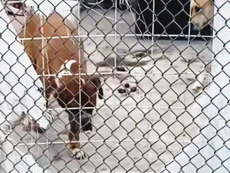 Vecinos reportan perros enfermos en jaula para auto en Bosques de San Sebastián, Puebla