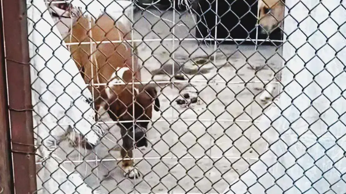 Vecinos reportan perros enfermos en jaula para auto en Bosques de San Sebastián, Puebla