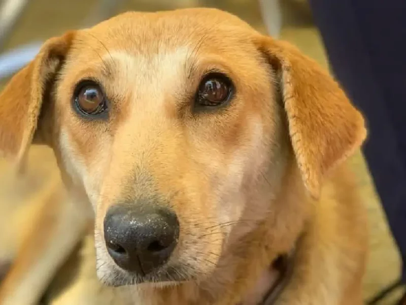 Atiende Gobierno de la Ciudad a mascotas en Guadalupe Xonacatepec y Romero Vargas