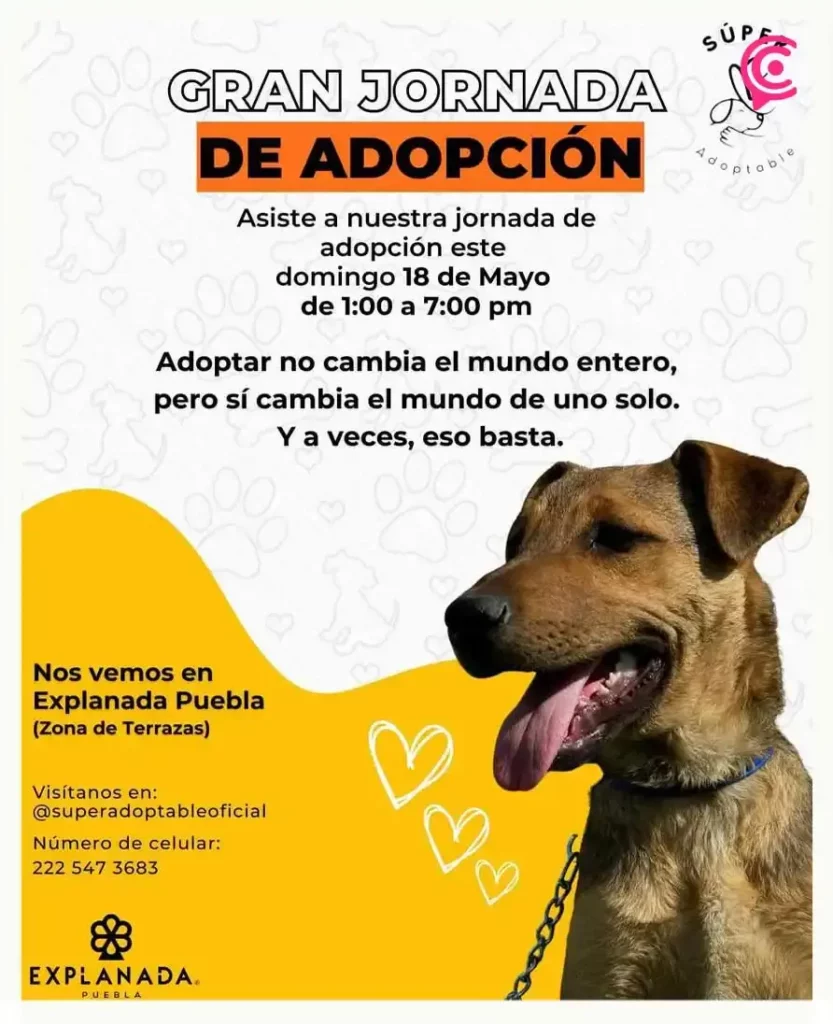 Fundación “Súper Adoptable” organiza jornada de adopción en Explanada Puebla