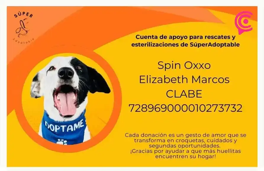 Fundación “Súper Adoptable” organiza jornada de adopción en Explanada Puebla