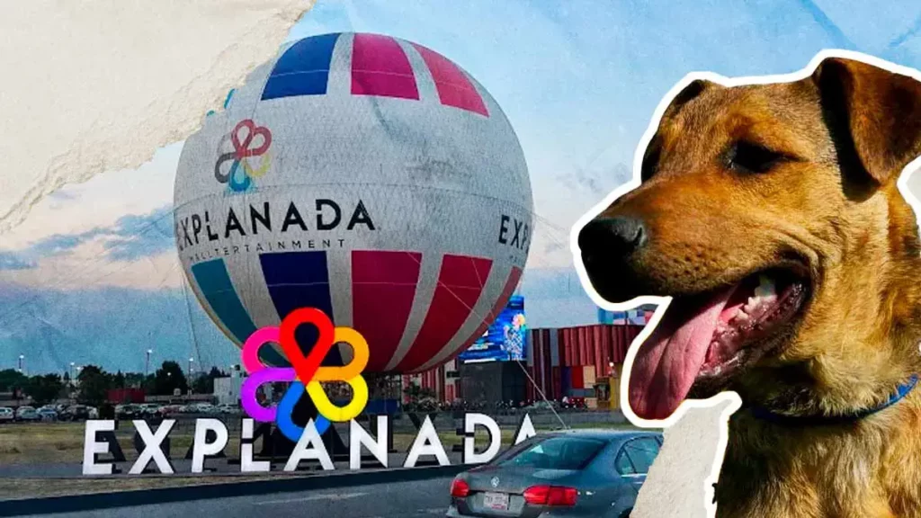 Fundación “Súper Adoptable” organiza jornada de adopción en Explanada Puebla 