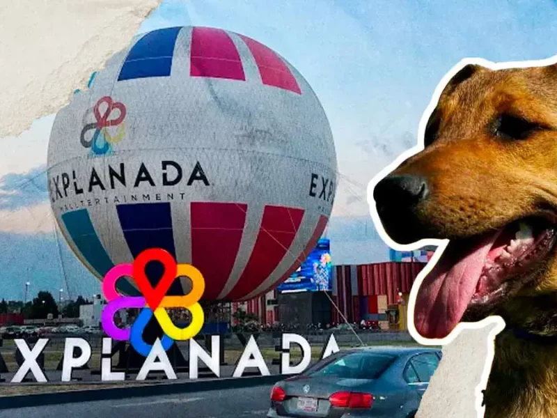 Fundación “Súper Adoptable” organiza jornada de adopción en Explanada Puebla 