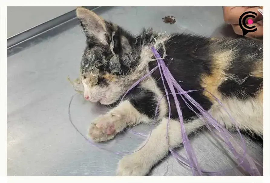 Gatita sufre brutal maltrato animal en Xicotepec; autoridades ya investigan el caso