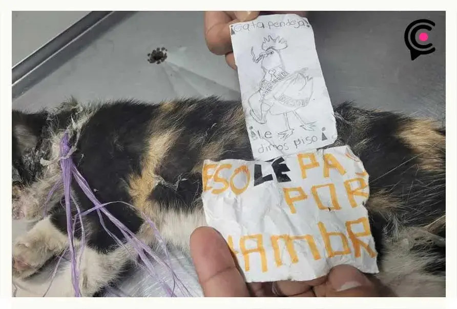 Gatita sufre brutal maltrato animal en Xicotepec; autoridades ya investigan el caso