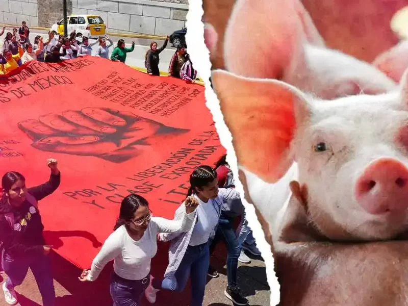 Normalistas de Teteles festejarán su centenario con un “puerco encebado”; animalistas exigen suspender la actividad