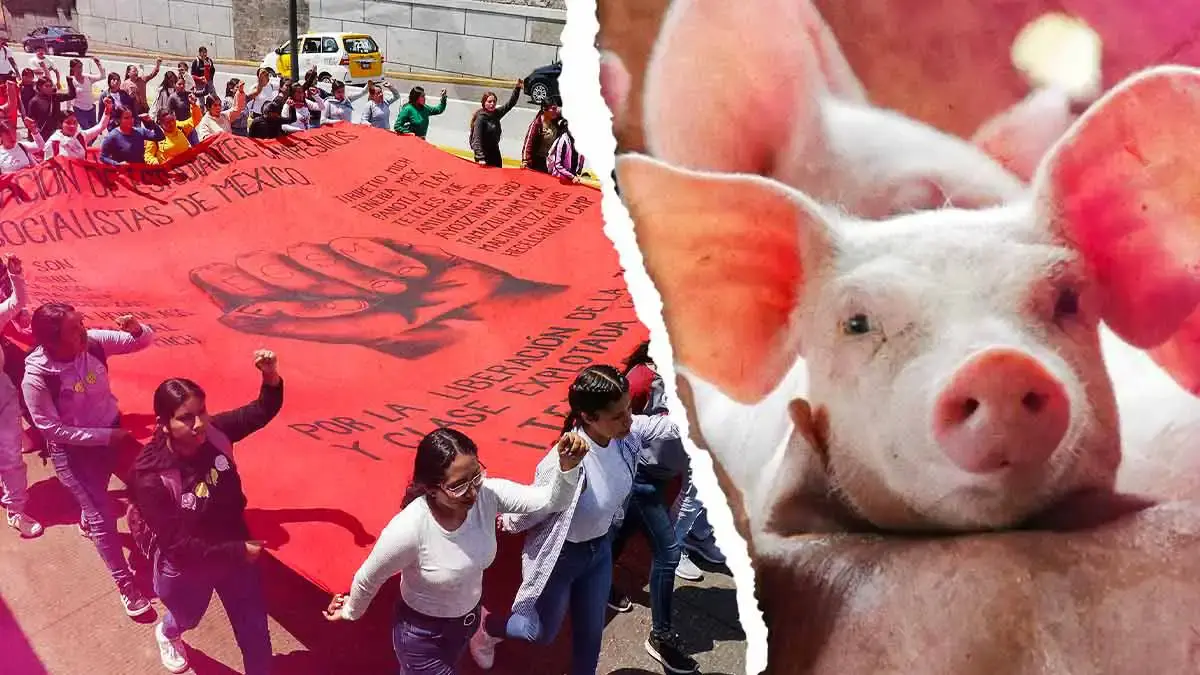 Normalistas de Teteles festejarán su centenario con un “puerco encebado”; animalistas exigen suspender la actividad