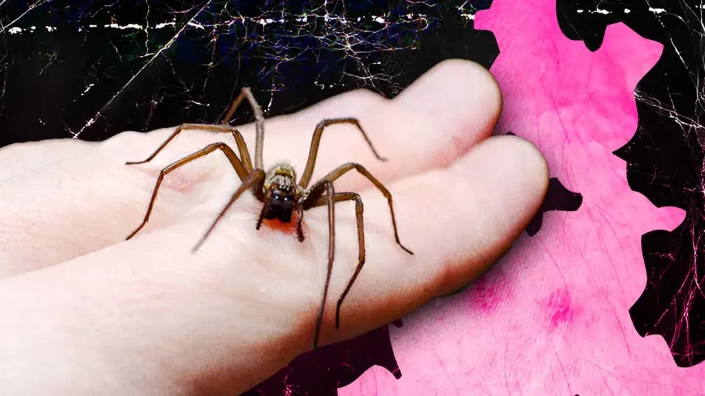 Desde el 2024, mordeduras de araña violinista incrementaron en Puebla