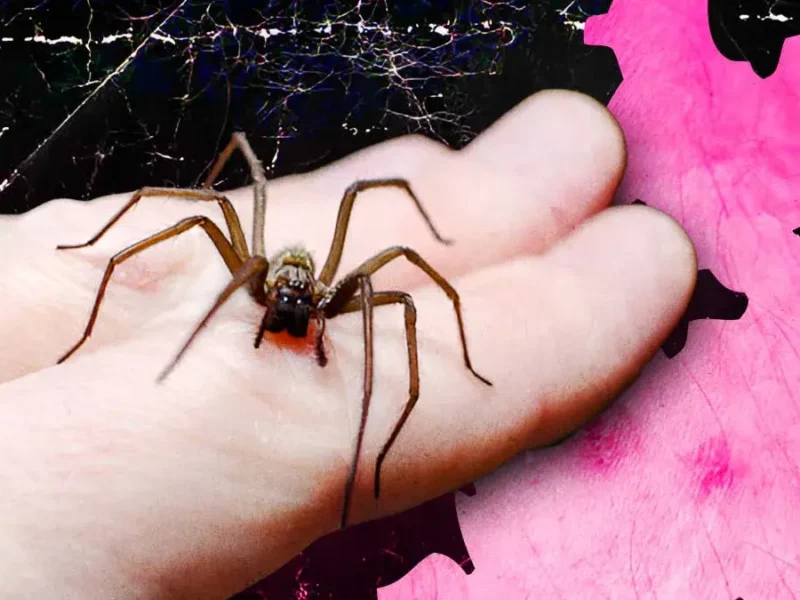 Desde el 2024, mordeduras de araña violinista incrementaron en Puebla