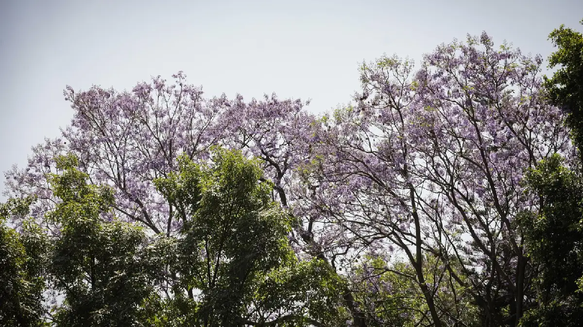 Exhorta Gobierno de la Ciudad tomar precauciones ante altas temperaturas para prevenir golpes de calor