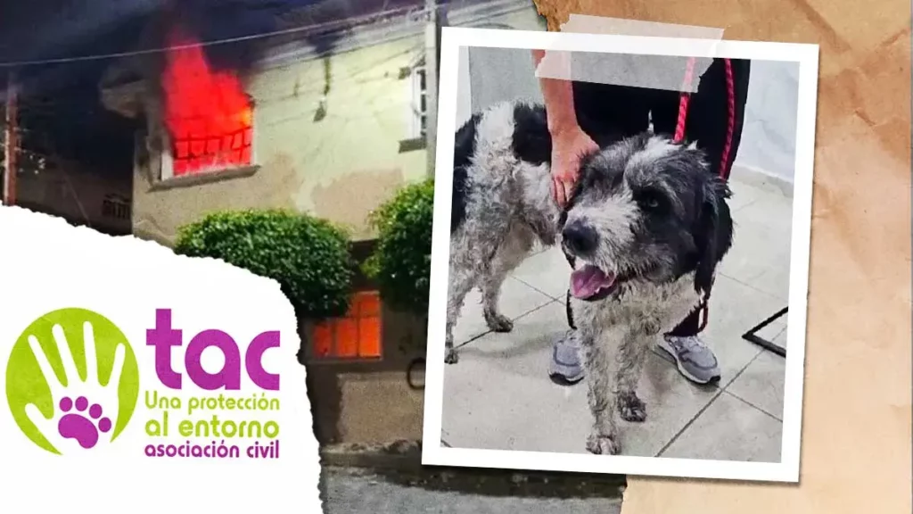 Colectivo TAC rescató a mascota de los agresores del vendedor golpeado en Tehuacán