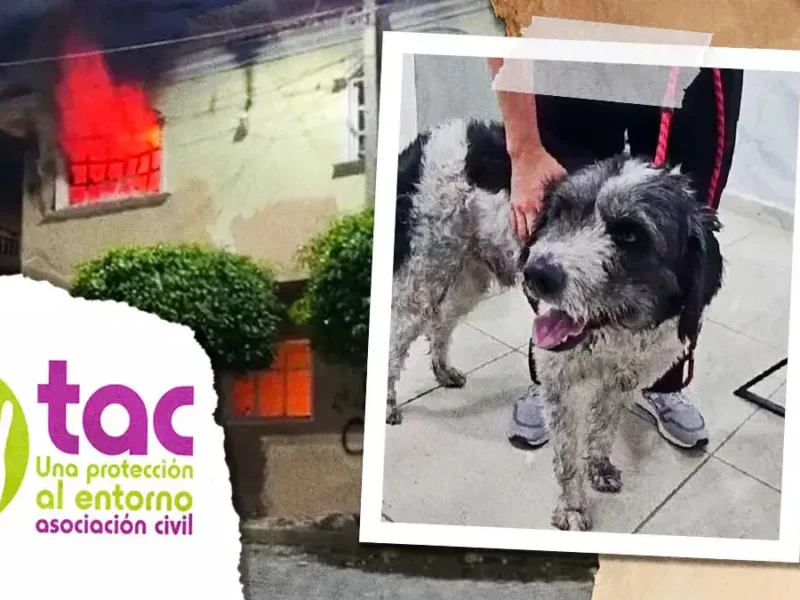 Colectivo TAC rescató a mascota de los agresores del vendedor golpeado en Tehuacán