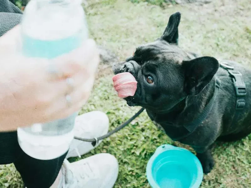 Especialistas de Upaep dan recomendaciones para proteger a tus mascotas del calor