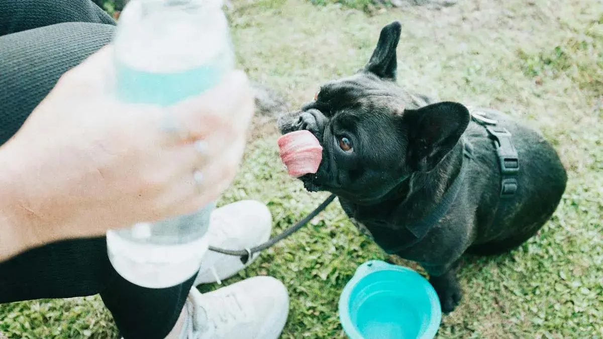 Especialistas de Upaep dan recomendaciones para proteger a tus mascotas del calor