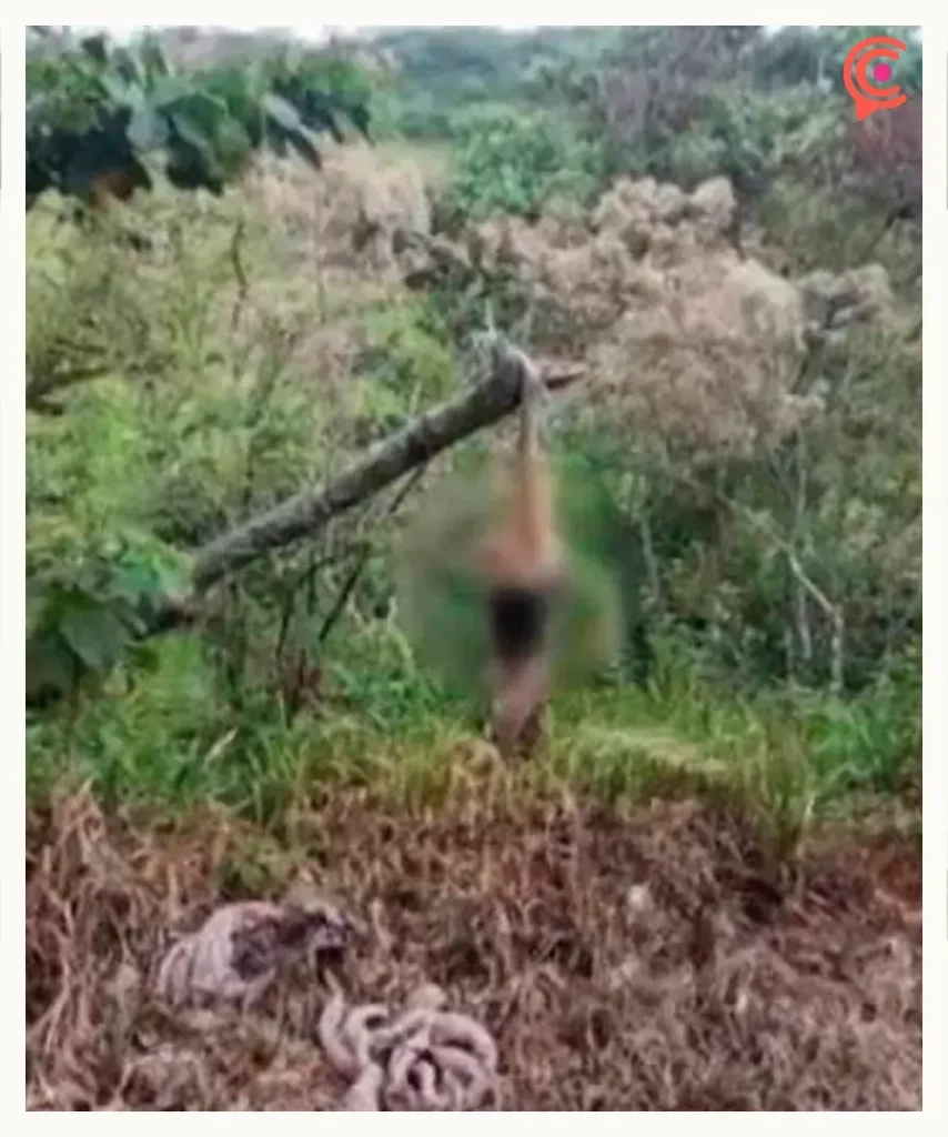 Oso hormiguero es asesinado y colgado de árbol en Cuetzalan; activistas exigen sanción por crueldad