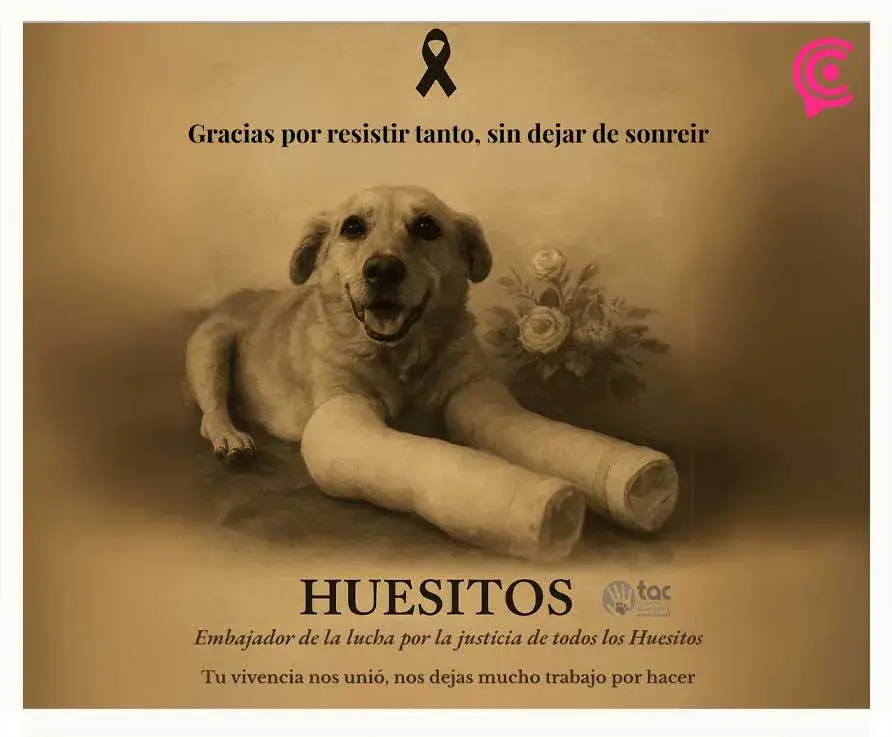 Murió “Huesitos”, perro agredido en Santiago Miahuatlán, Puebla; despertó la conciencia contra la crueldad animal