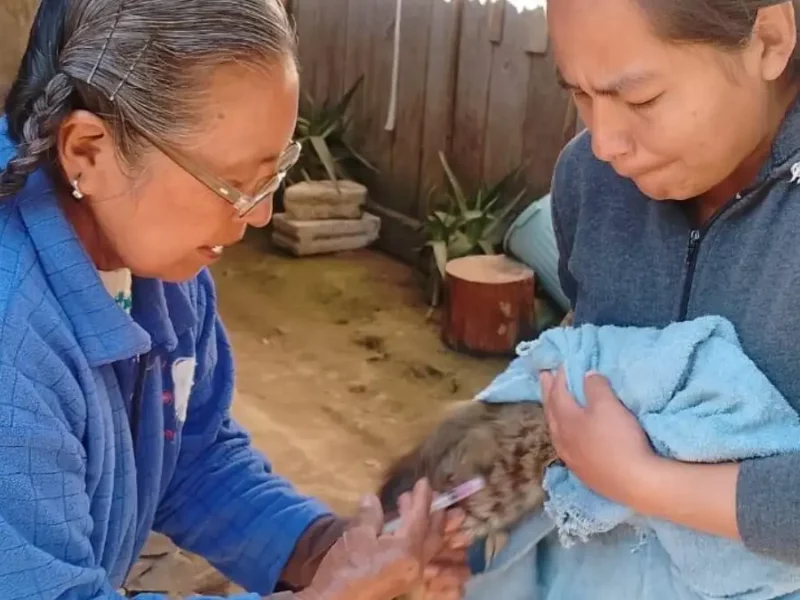 Más de 4 mil vacunas antirrábicas se aplicaron a perritos y gatitos de Zacatlán