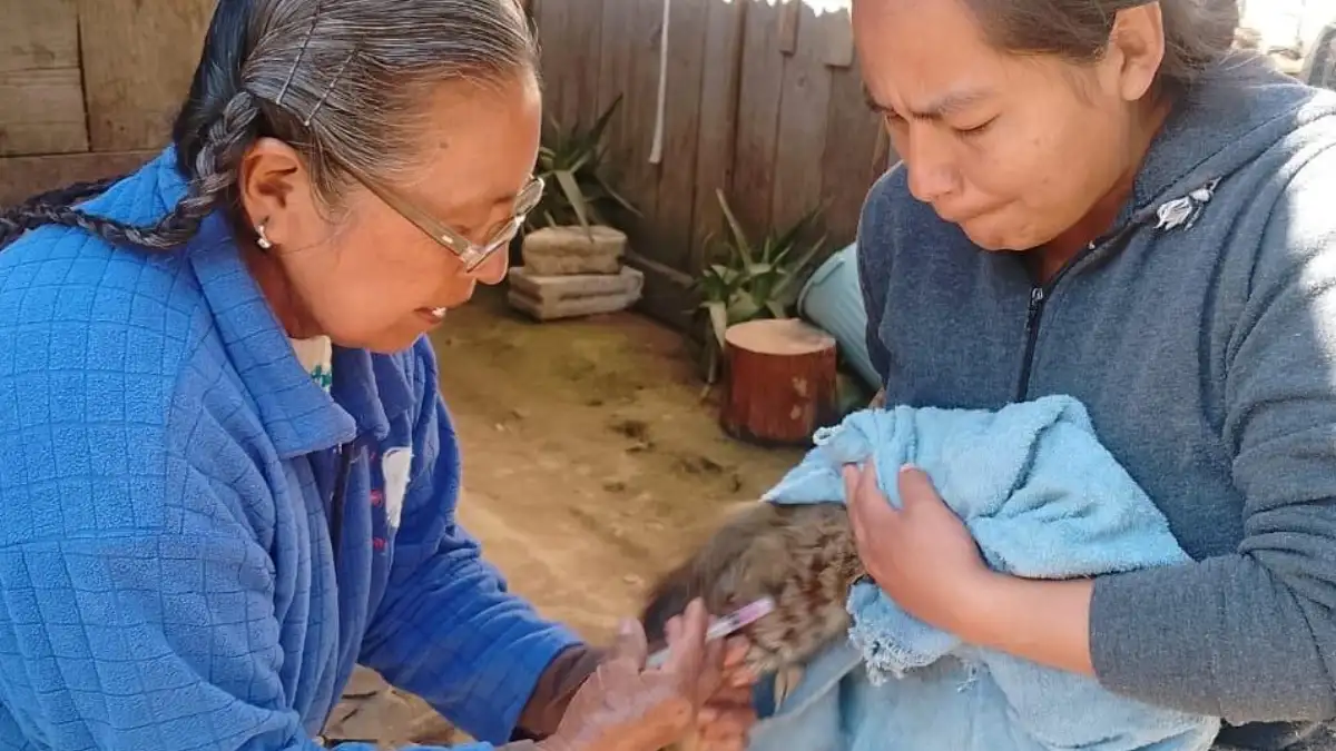 Más de 4 mil vacunas antirrábicas se aplicaron a perritos y gatitos de Zacatlán