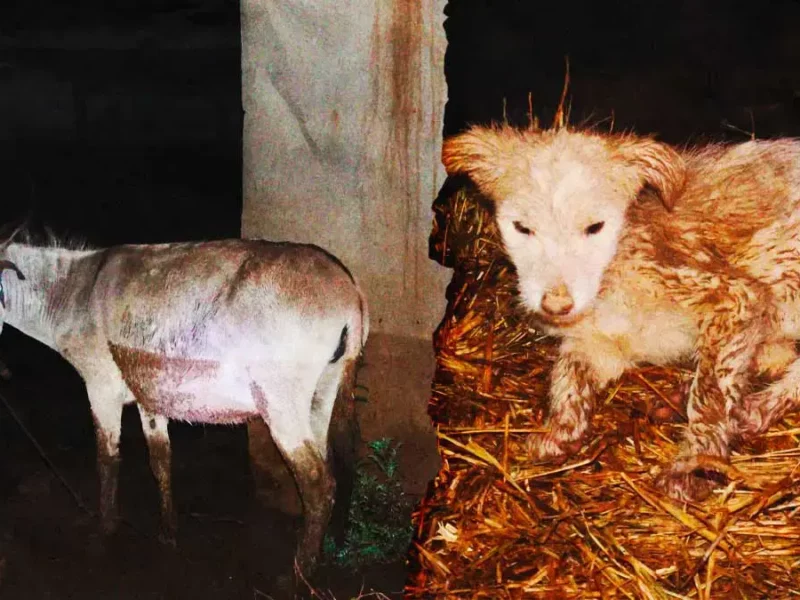 Activistas piden ayuda para animales damnificados por tromba en Ajolotla, Chignahuapan