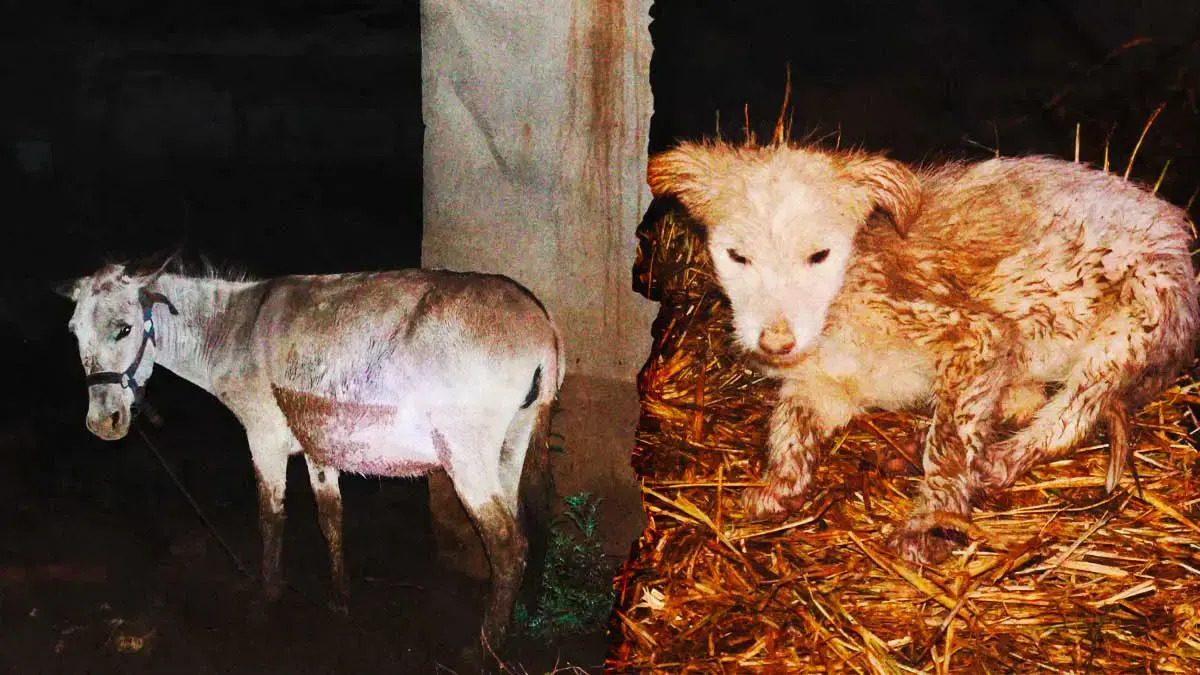 Activistas piden ayuda para animales damnificados por tromba en Ajolotla, Chignahuapan