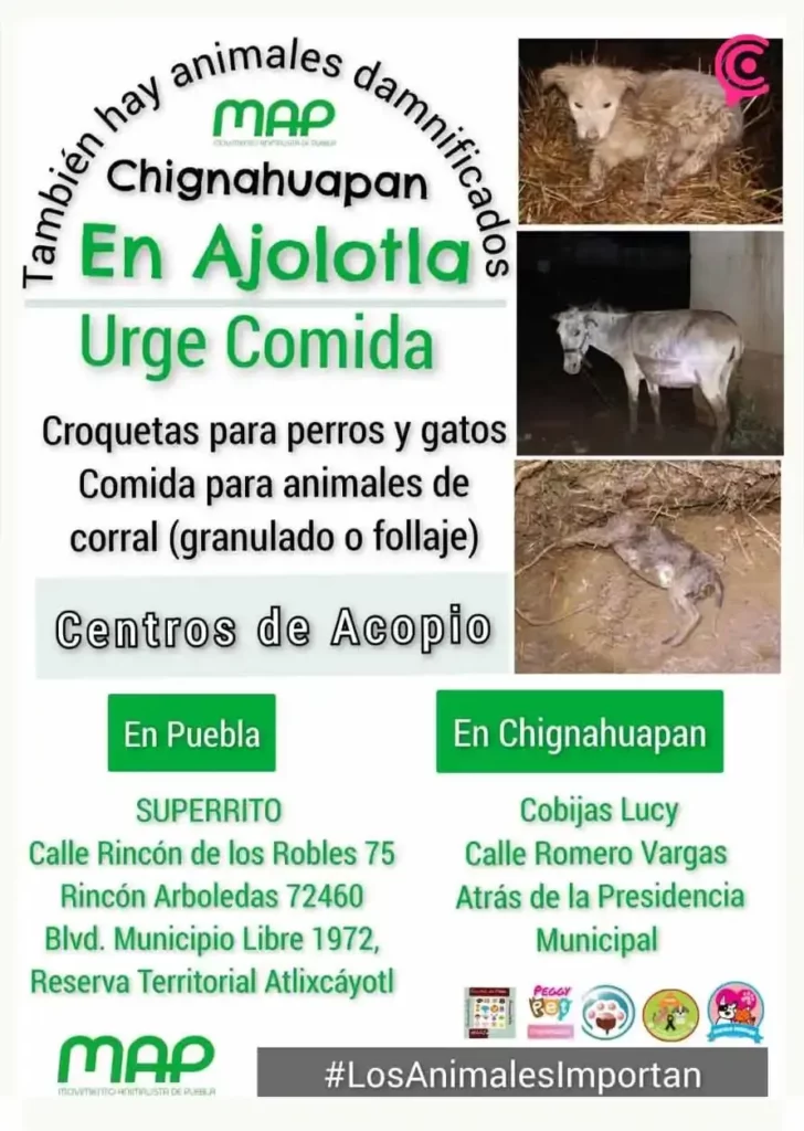 Activistas piden ayuda para animales damnificados por tromba en Ajolotla, Chignahuapan