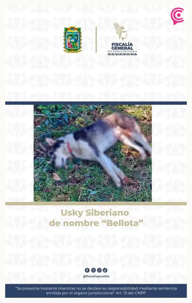Hombre es sancionado con cinco mil pesos tras atacar a perrita con machete en Zacapoaxtla