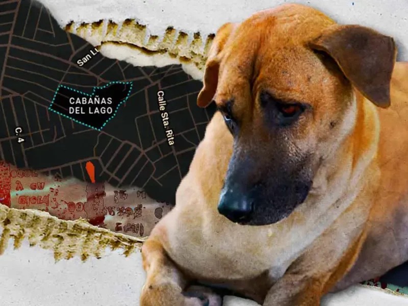 Reportan envenenamiento masivo de perros en colonia Cabañas del Lago en Puebla