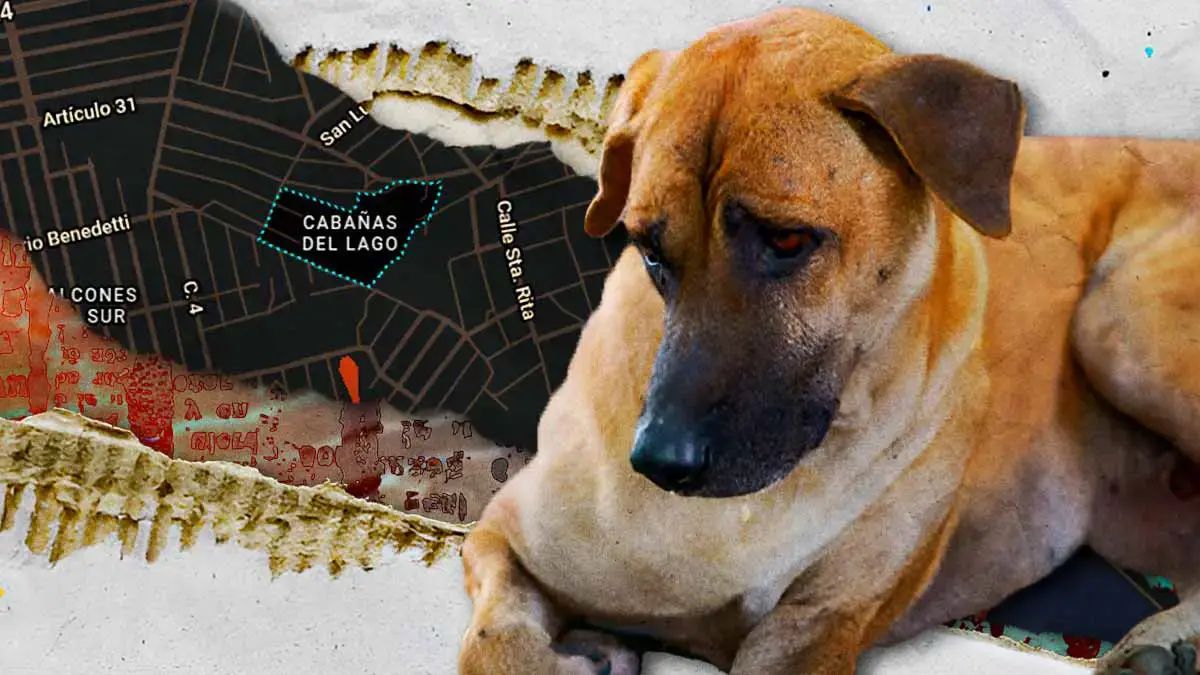 Reportan envenenamiento masivo de perros en colonia Cabañas del Lago en Puebla