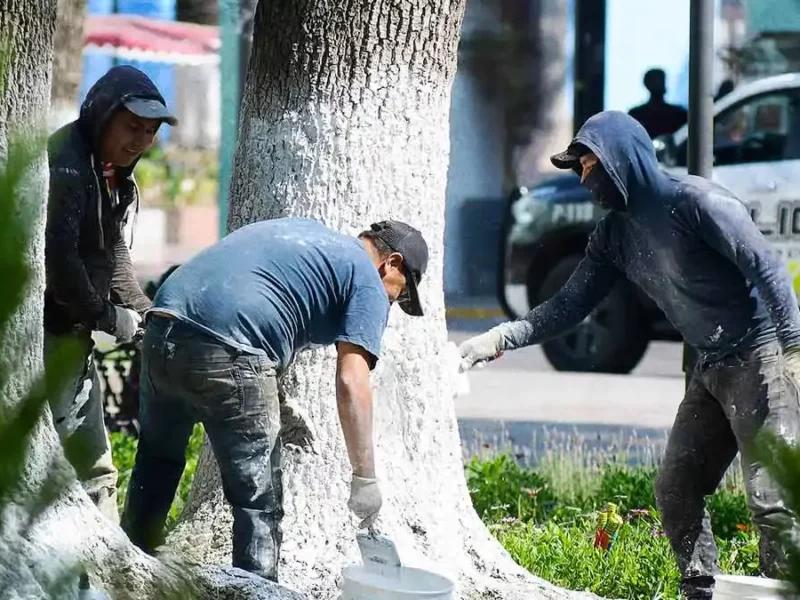 Diputados de Puebla aprueban encalado en Ley del Arbolado tras recibir dictamen técnico