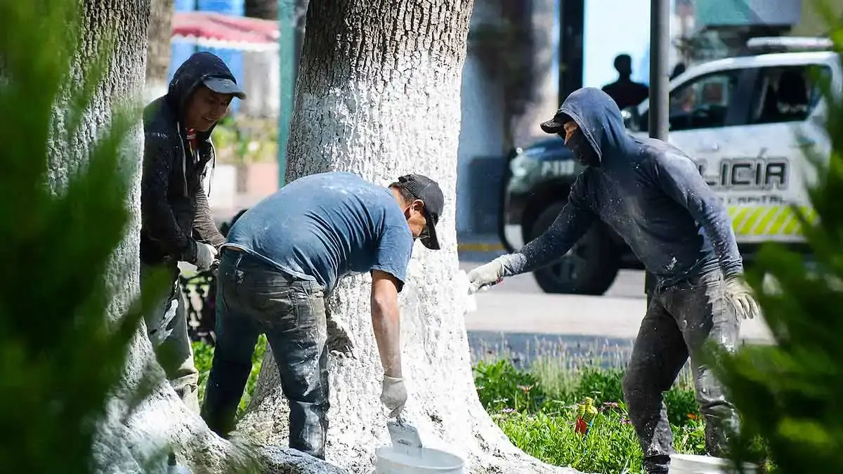 Diputados de Puebla aprueban encalado en Ley del Arbolado tras recibir dictamen técnico