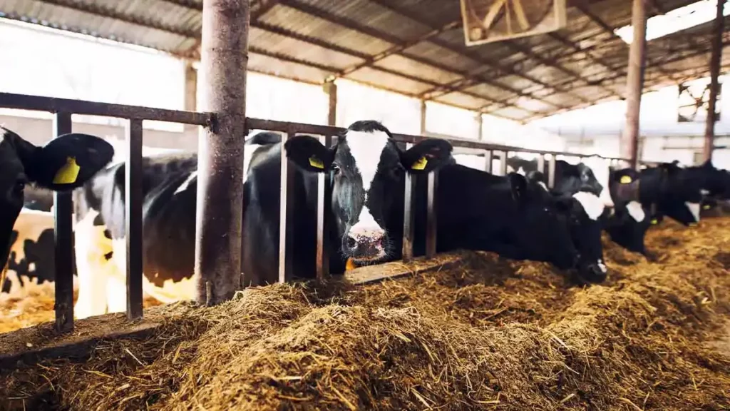 Desarrollo Rural invertirá 30 mdp para combatir gusano barrenador y otras plagas en Puebla 