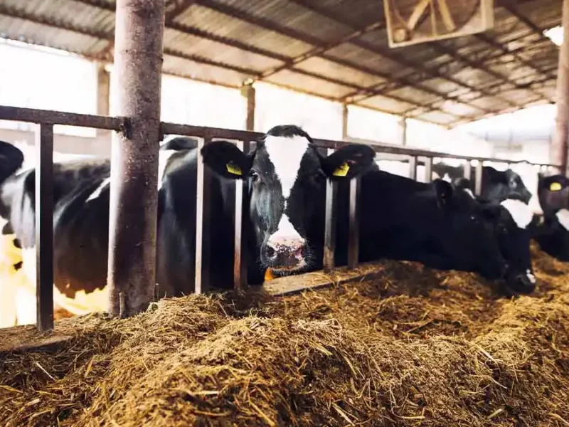 Desarrollo Rural invertirá 30 mdp para combatir gusano barrenador y otras plagas en Puebla 