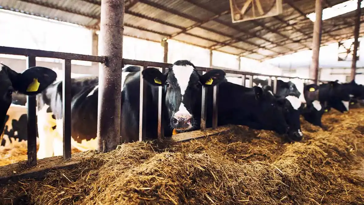 Desarrollo Rural invertirá 30 mdp para combatir gusano barrenador y otras plagas en Puebla