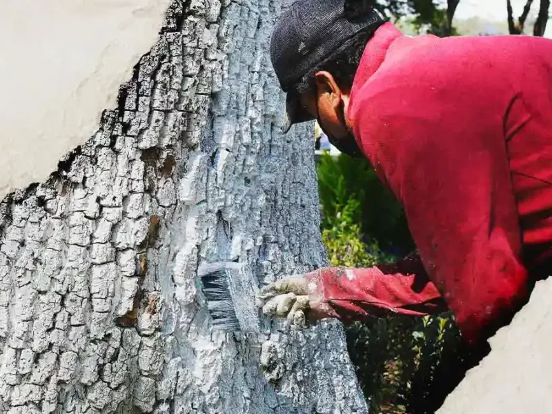 Encalado de árboles en zonas urbanas de Puebla no es funcional: Igavim 