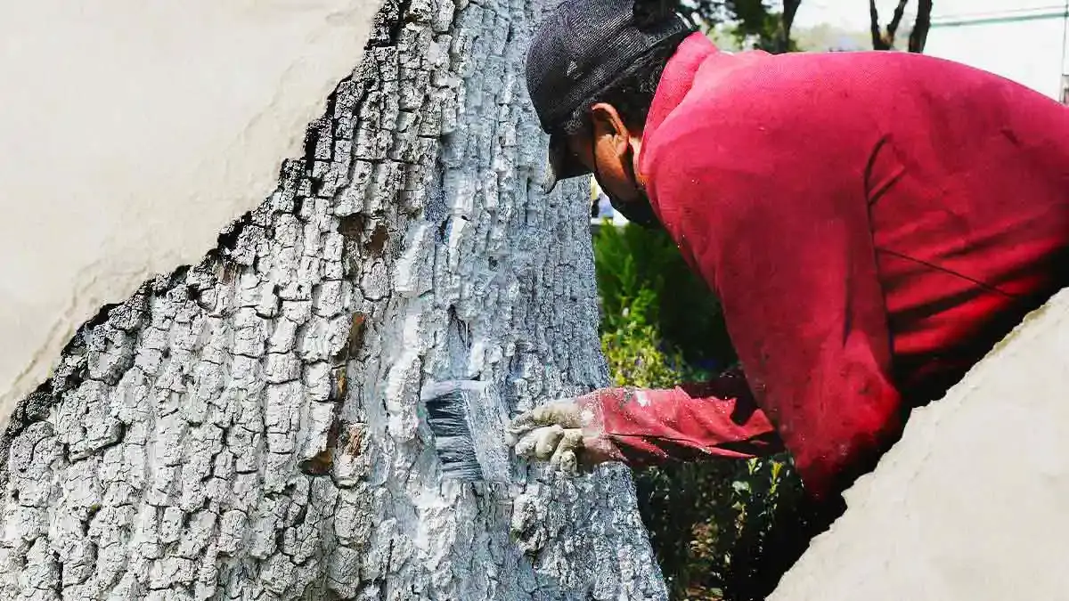 Encalado de árboles en zonas urbanas de Puebla no es funcional: Igavim 
