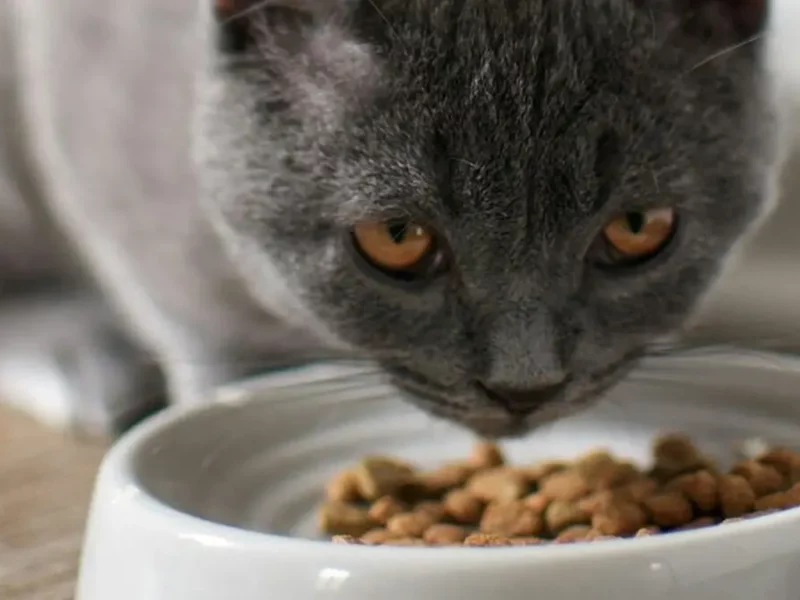 Gatos sibaritas: la creciente demanda de alimentos premium