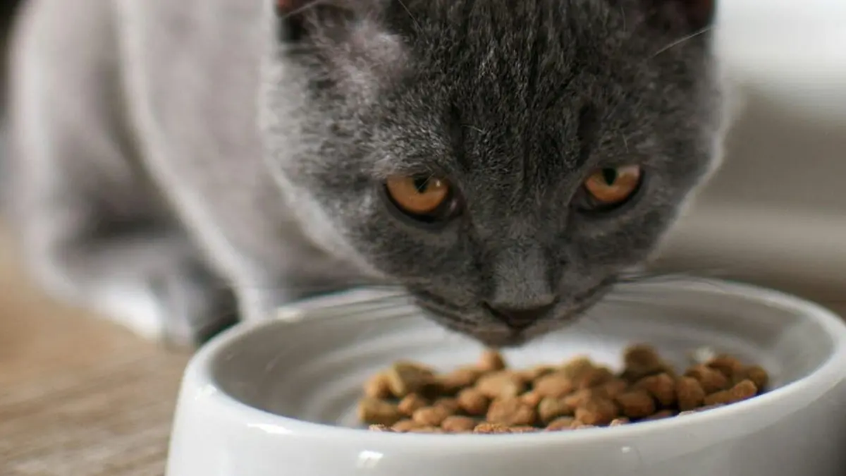 Gatos sibaritas: la creciente demanda de alimentos premium