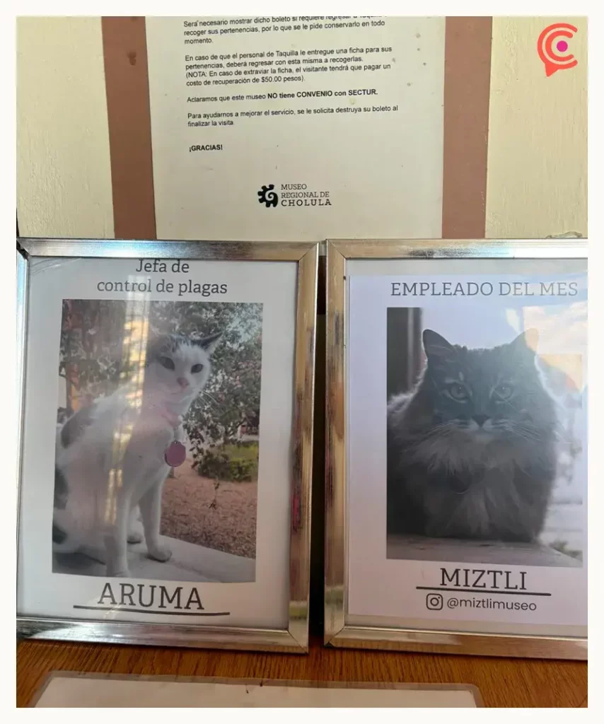 Conoce a Miztli y Aruma, los gatos guardianes del Museo Regional de Cholula Al dar inició a estas actividades, promovidas por el diputado Andrés Iván Villegas Mendoza, la diputada presidenta de la Junta de Gobierno y Coordinación Política del Congreso del Estado, Laura Artemisa García Chávez destacó que la LXII Legislatura es un medio permanente para apoyar a la ciudadanía en temas fundamentales como la salud de la niñez poblana. “Agradezco a las ponentes el compartir estos conocimientos que son de vital importancia para tomar acciones preventivas en materia de alimentación para el sano desarrollo de las infancias”, señaló la legisladora. En este sentido, el diputado Andrés Iván Villegas Mendoza recordó que esta actividad se llevó a cabo en el marco del Día Internacional de la Nutrición, que se conmemora para generar conciencia en la sociedad sobre la importancia de una alimentación adecuada. Durante la ponencia, la especialista en nutrición pediátrica, Bettsy Romero García abordó el tema sobre los alimentos ultraprocesados y su impacto negativo en la salud infantil, las enfermedades asociadas al consumo desmedido de estos productos, así como las acciones para proteger la salud de la niñez poblana. En este tema hizo énfasis en desarrollar políticas públicas y programas que fomenten la actividad física en la niñez y la adolescencia, así como programas de educación alimentaria obligatoria no solo en las y los estudiantes, sino a padres y madres de familia, y docentes. Asimismo, la nutrióloga especialista en pediatría, Gricelle Serrano Maldonado impartió la conferencia relacionada con las loncheras saludables basadas en una dieta sostenible, donde subrayó la importancia de que éstas cuenten con alimentos que provean a las infancias de la energía y los nutrientes necesarios, con la finalidad de cubrir sus necesidades nutrimentales y mantener adecuados niveles de desempeño físico e intelectual. En este evento también se contó con la presencia de las diputadas Nayeli Salvatori Bojalil, Ana Lilia Tepole Armenta, Fedrha Isabel Suriano Corrales y Cinthya Gabriela Chumacero Rodríguez, así como el diputado Jaime Alejandro Aurioles Barroeta. De igual manera, asistió la titular del Voluntariado del Congreso del Estado, Minerva García Chávez y el Secretario General del Poder Legislativo, Julio Leopoldo de Lara Valera.